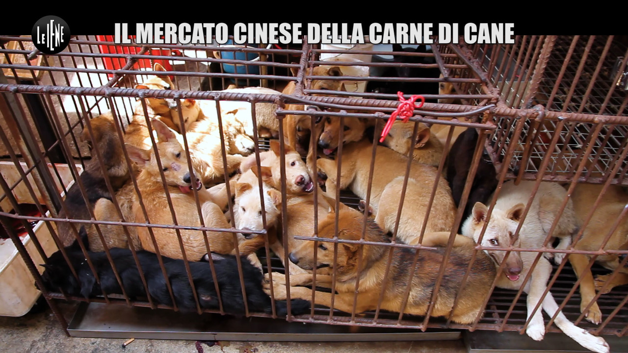 mercato cinese carne cane foto