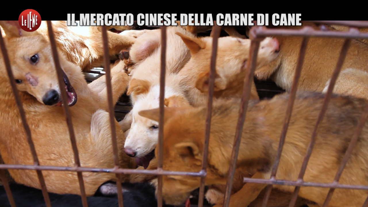 Yulin Il Crudele Mercato Della Carne Di Cane A Le Iene Video Le