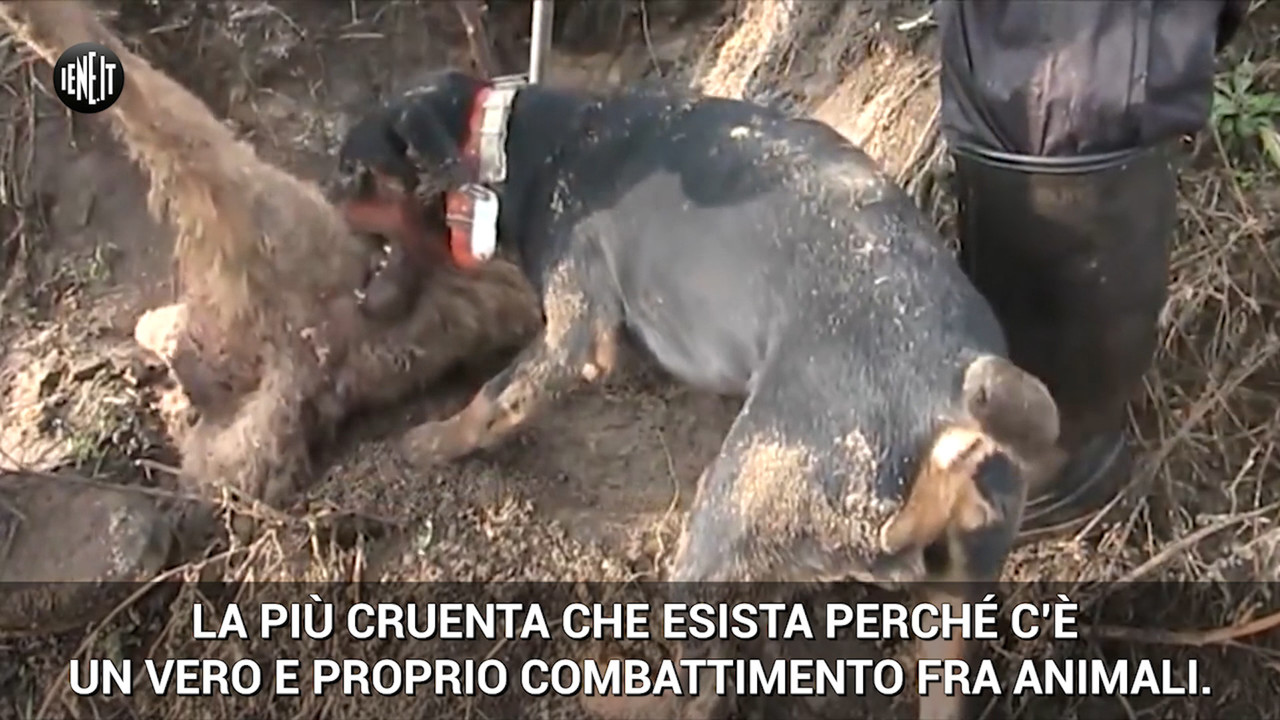 bracconaggio caccia volpe cani 