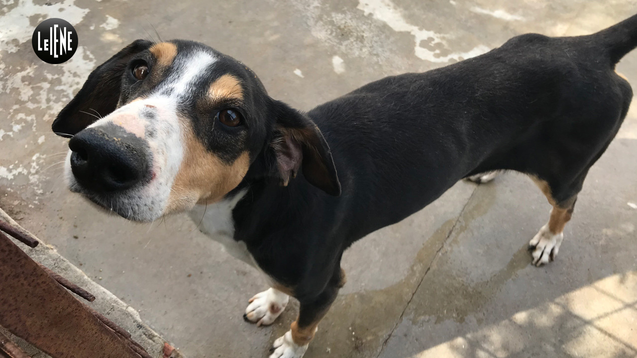 adotta cani campagna gofundme zia bina