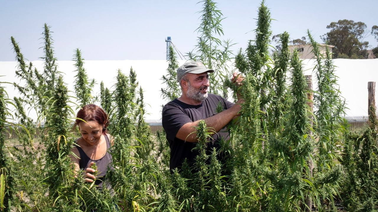 cannabis light salvini salvatore scuderi