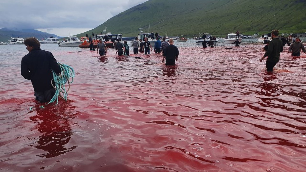 Caccia alle balene: la mattanza nel Nord Europa