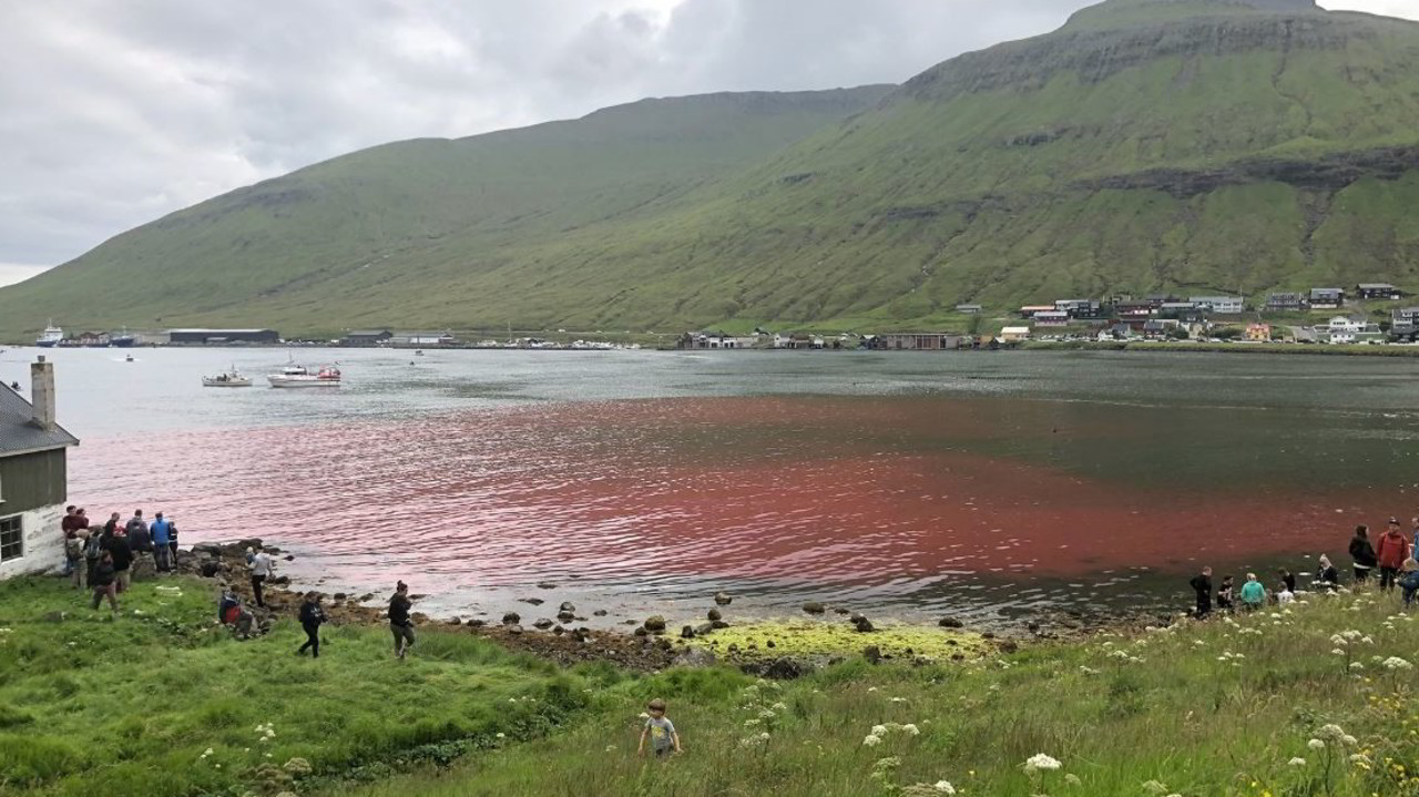 Caccia alle balene: la mattanza nel Nord Europa