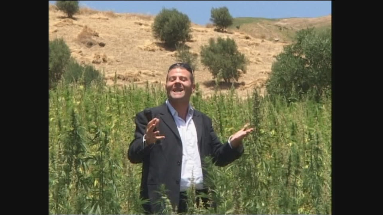 Cannabis marocco marijuana
