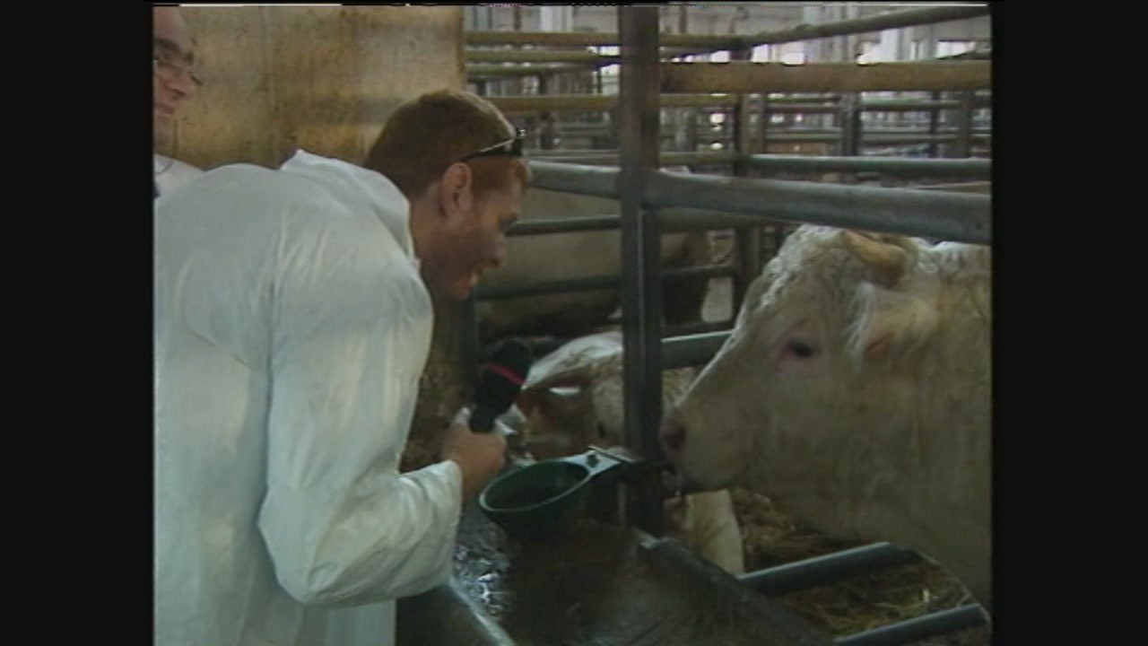 Mucca pazza mattatoi