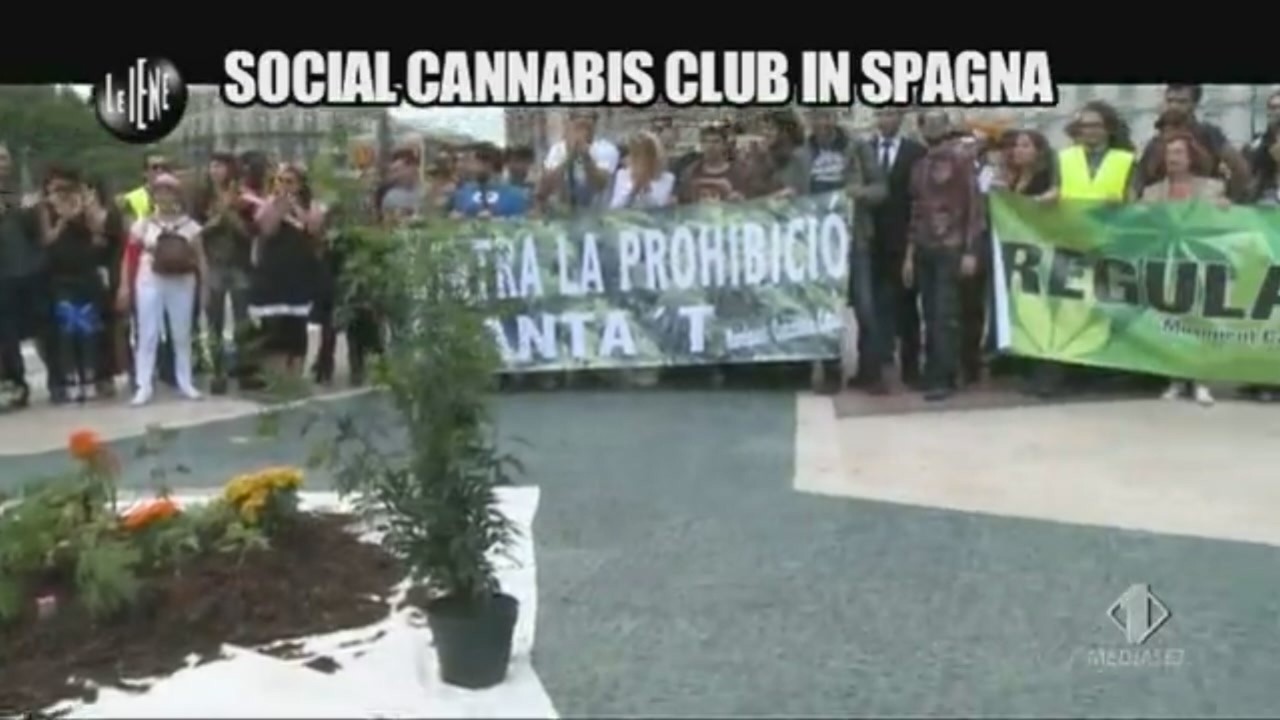 VIVIANI: Social Cannabis Club