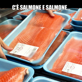 salmone allevamento buono
