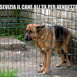 romano troiani donazioni cani video 