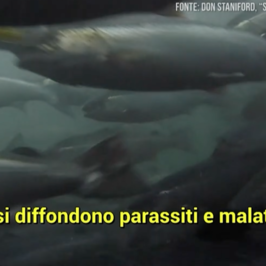 salmone allevamento virus selvatici