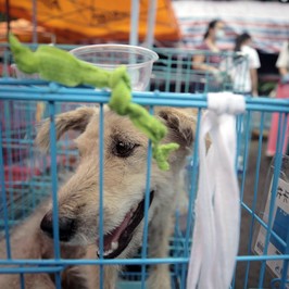 Yulin festival carne cane