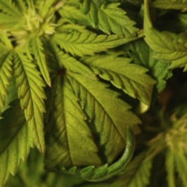 spray cannabis tumore cervello