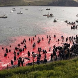 delfini Grindadrap Faroe