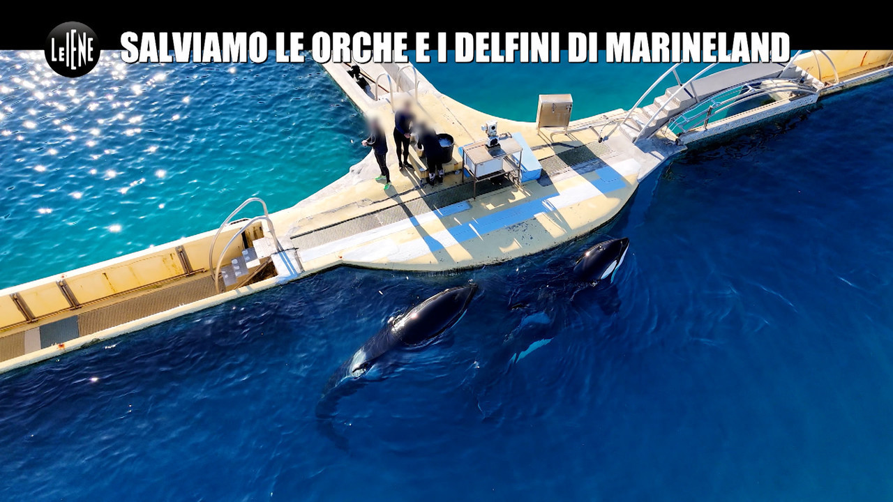CORTI: Salviamo le orche e i delfini di Marineland