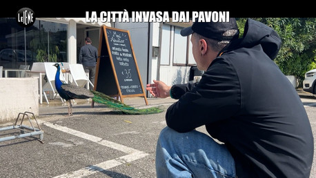 La città invasa dai pavoni