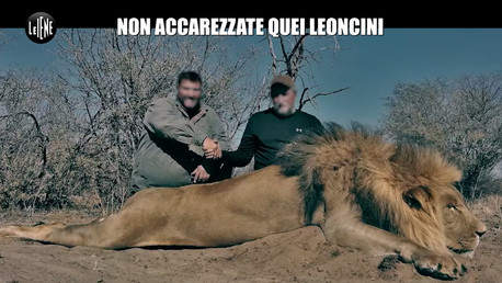 Non accarezzate quei leoncini